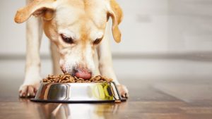 Tail-Wagging Wellness: How CBD Treats Can Enhance Your Dog’s Quality of Life